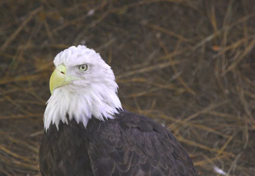 Free stock photo of alaska, animal, eagle