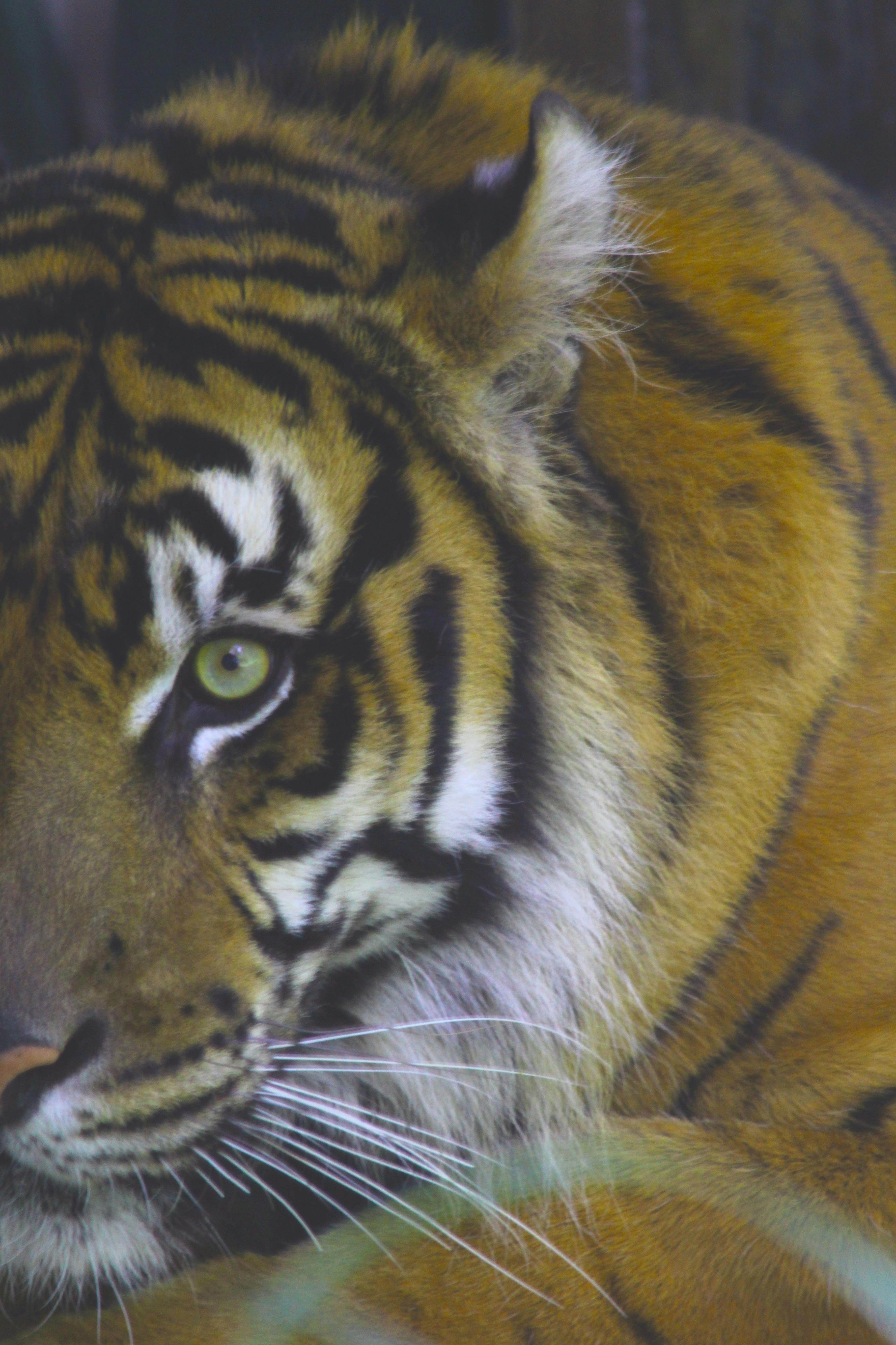 Free stock photo of animal, tiger