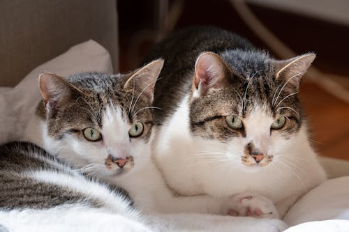 Δωρεάν στοκ φωτογραφιών με αιλουροειδές, αξιολάτρευτος, γάτες