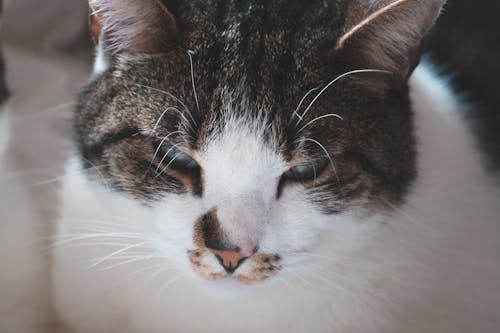 Gray and White Tabby Cat in Close Up Photography