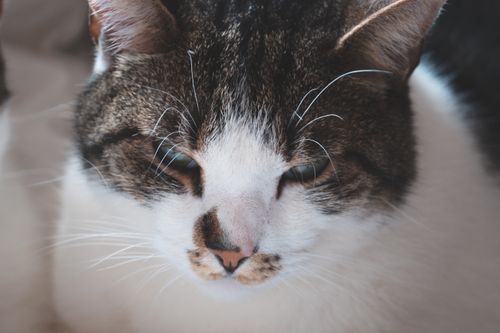 Free Adorable close-up of a curious tabby cat with striking eyes and whiskers. Stock Photo