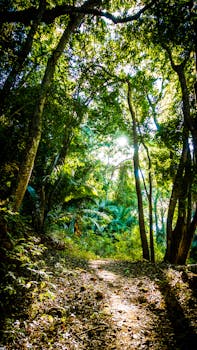 阳光照亮一条宁静的森林小路，周围绿树成荫