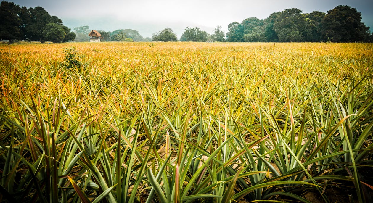 Kostnadsfri bild av ananas, ananasfält, dimma