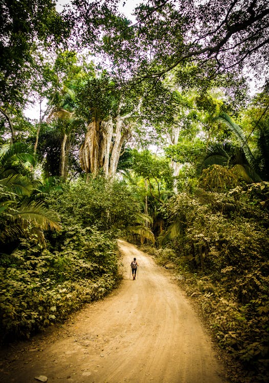 Free stock photo of forest, green, hike