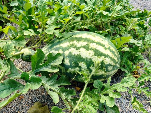 Free Fresh watermelon sitting among sprawling green vines on gravelly soil. Stock Photo