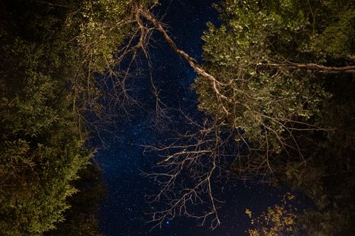 Free Stunning view of a star-filled sky framed by lush forest trees at night. Stock Photo