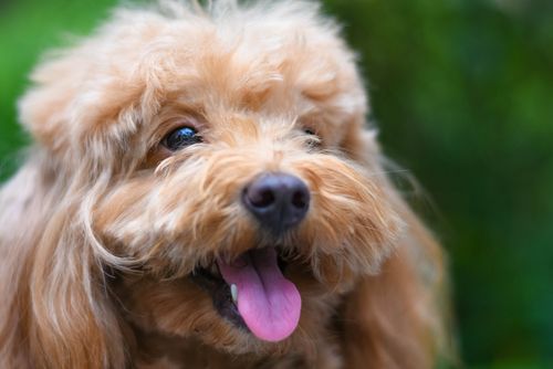 Free Adorable fluffy dog with tongue out, enjoying a day outdoors. Stock Photo