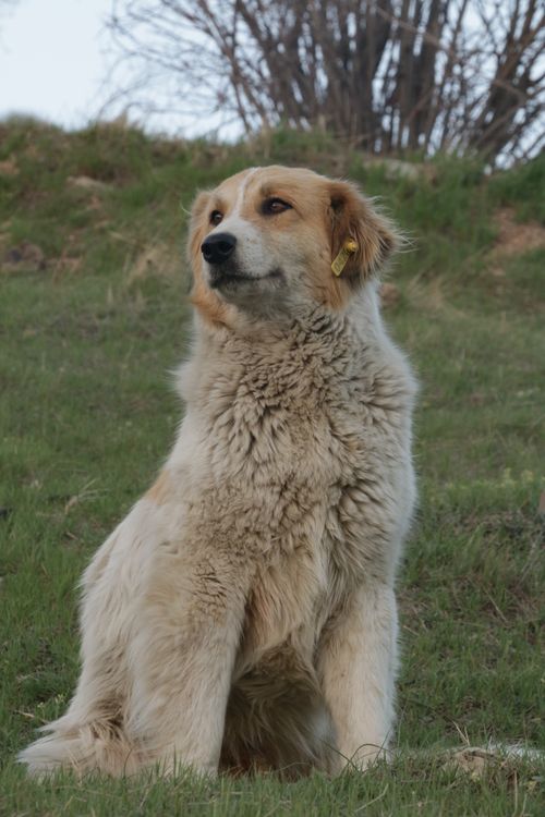 Free A fluffy dog sitting outdoors in a grassy area, looking thoughtful. Stock Photo