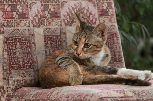 Free A relaxed domestic cat lies casually on a patterned sofa with a distant gaze. Stock Photo