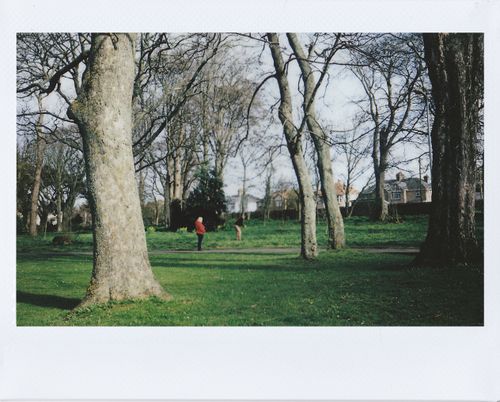 Free A peaceful park scene with bare trees and a person walking on grass. Stock Photo