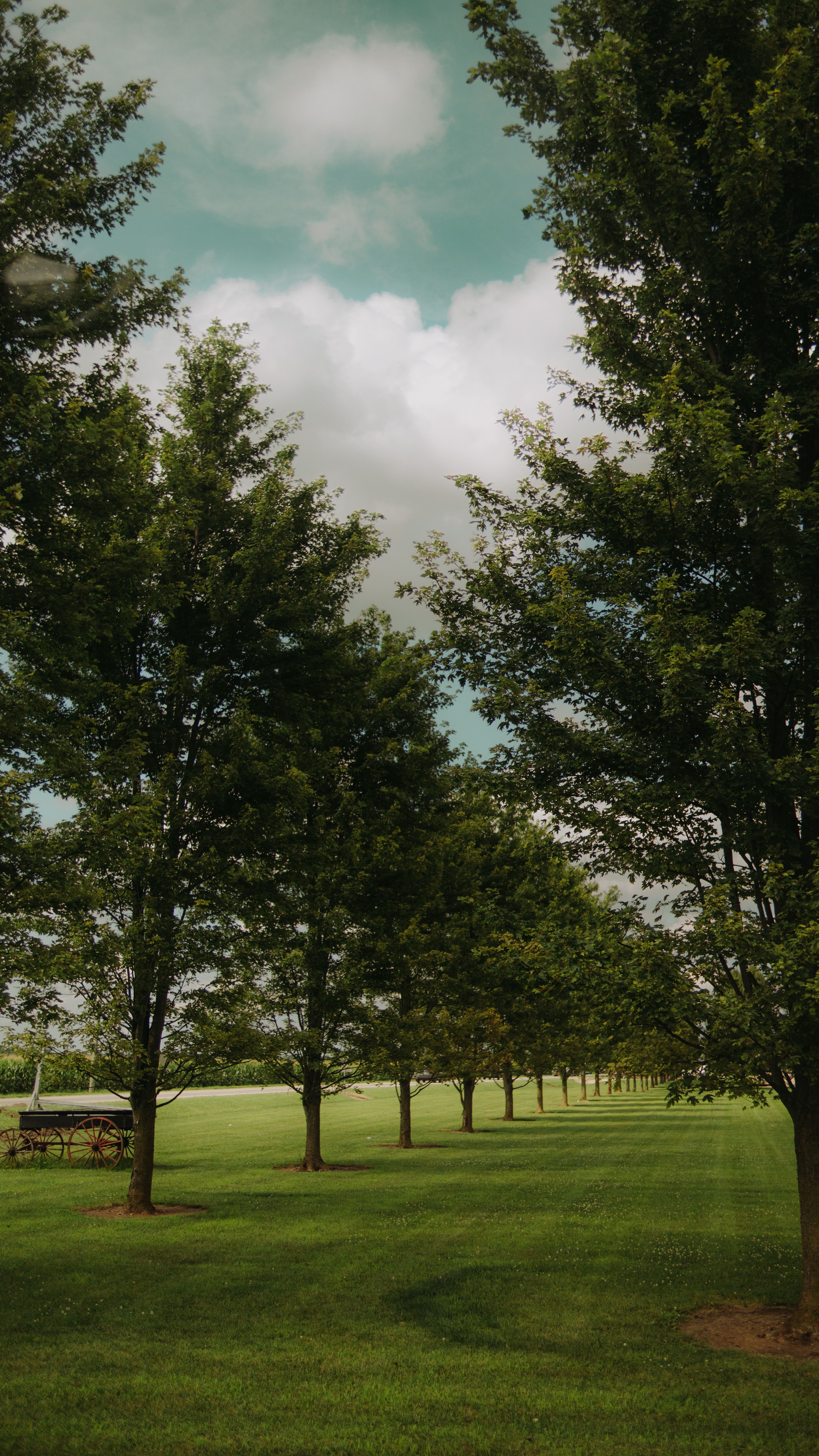 Fotomural Escena tranquila de un sendero arbolado en un parque verde y frondoso bajo un cielo nublado.