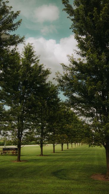 Fotomural Escena tranquila de un sendero arbolado en un parque verde y frondoso bajo un cielo nublado.
