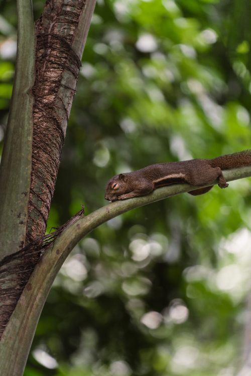 Free Tranquil squirrel lies on a palm branch in lush Thailand jungle, showcasing natural calm and wildlife beauty. Stock Photo