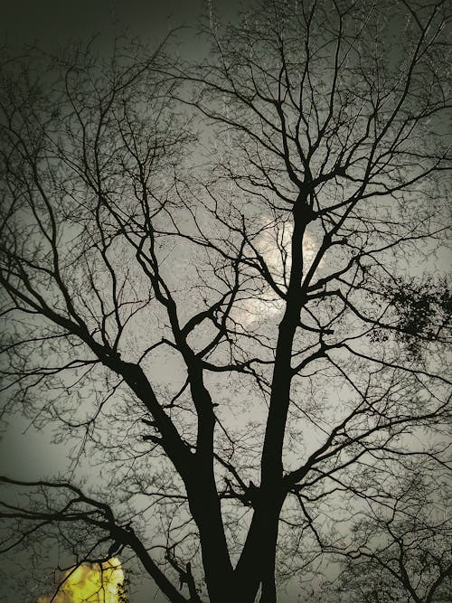 ağaç, akşam, doğada güzellik içeren Ücretsiz stok fotoğraf