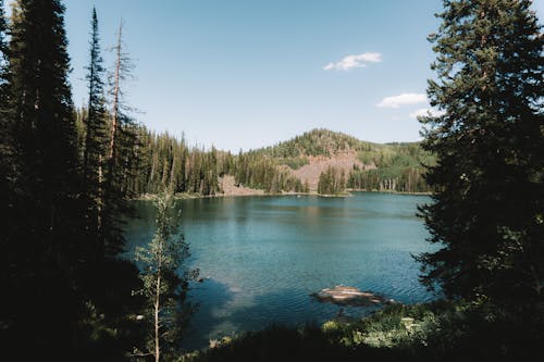 Безкоштовне стокове фото на тему «вічнозелений, вода, гора»