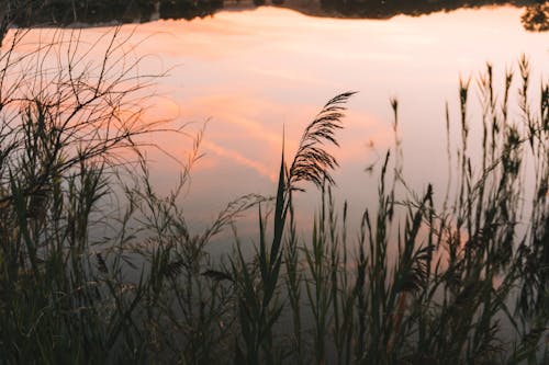 Green Grass Near Body of Water during Sunset