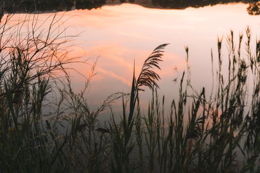 Tranquil sunset scene with lake reflection and reeds in Fruita, CO.