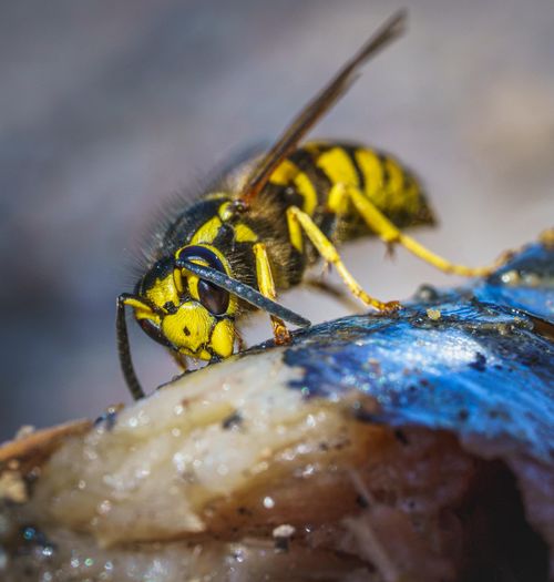 Free Detailed shot of a yellowjacket wasp feeding on meat, showcasing vibrant colors and textures. Stock Photo