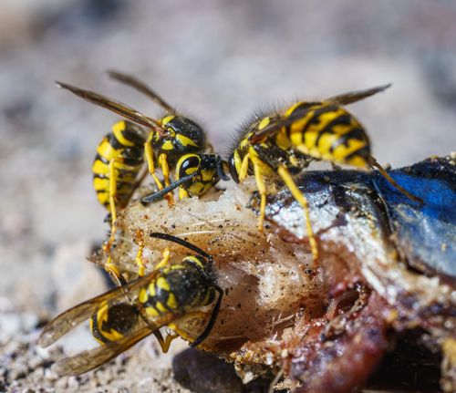 Free Macro shot of European wasps (Vespula vulgaris) feeding on a dead insect. Stock Photo