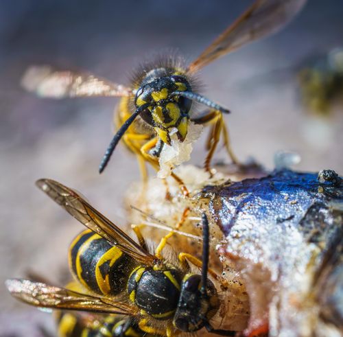 Free Close-up of yellow jacket wasps feeding on fish remains. Vibrant and detailed macro view. Stock Photo