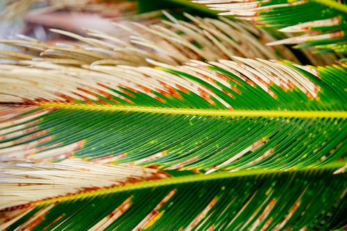 Free Sago Palm in Close Up Photography Stock Photo