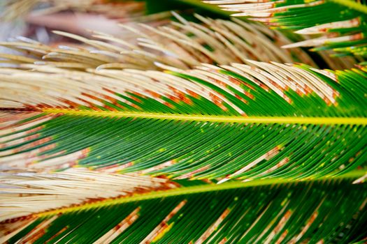 Sago Palm in Close Up Photography