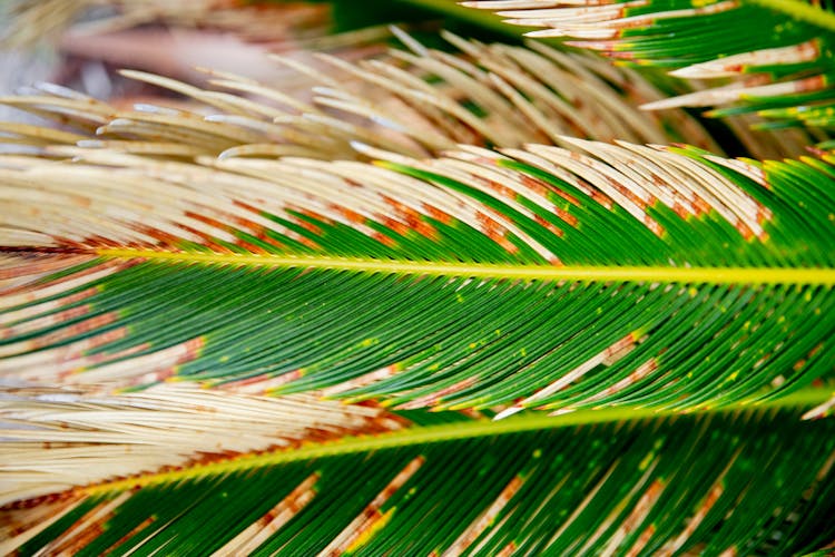 Sago Palm In Close Up Photography