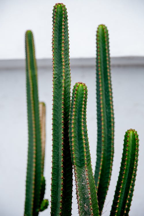 Immagine gratuita di avvicinamento, cactus, cactus triangolo