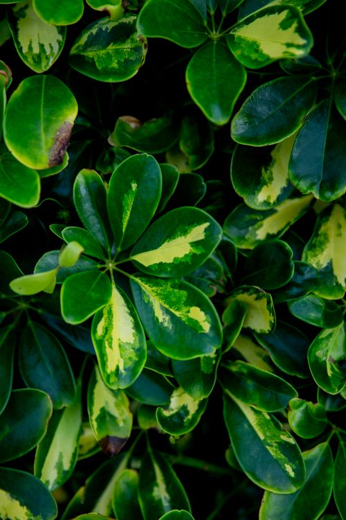 Free From above of bright green leaves of exotic plant growing in tropical garden in summer Stock Photo