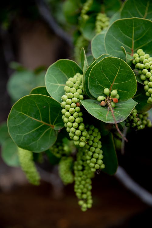 Coccoloba uvifera with green bunches of berries growing growing on branch of tropical tree with bright green leaves in sunny garden in summer