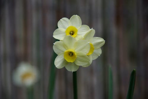 花, 黄色, 黄色い水仙の無料の写真素材