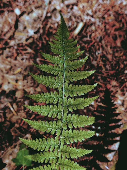 Green Fern Plant in Close Up Photography