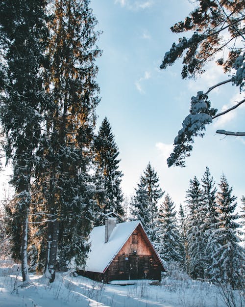 Free Brown Wooden House in the Middle of Snow Covered Trees Stock Photo