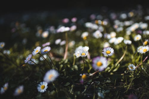 Безкоштовне стокове фото на тему «атмосферний, білі квіти, весна квітка»