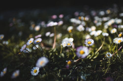 Kostenloses Stock Foto zu blühende blumen, blüten-flora, fernweh