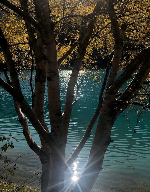 Immagine gratuita di albero, corpo d'acqua, foglie