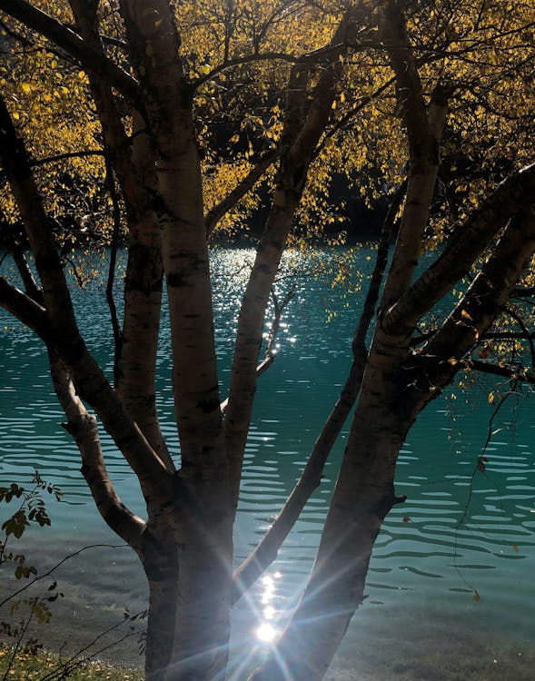 A Tree Near Body of Water