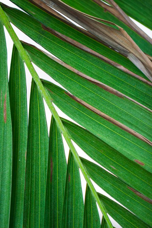 Free Detailed close-up shot of lush green palm leaves with a fresh and vibrant appearance. Stock Photo