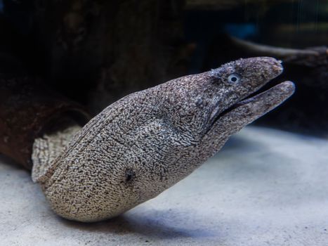 Detailed view of a moray eel swimming in an aquarium, showcasing its unique patterns and features.