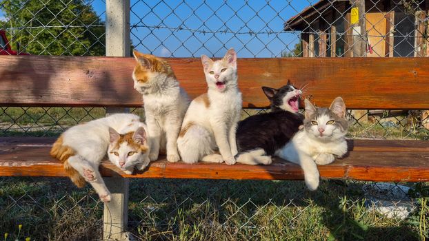 Five cute kittens lounging on a wooden bench outdoors on a sunny day.