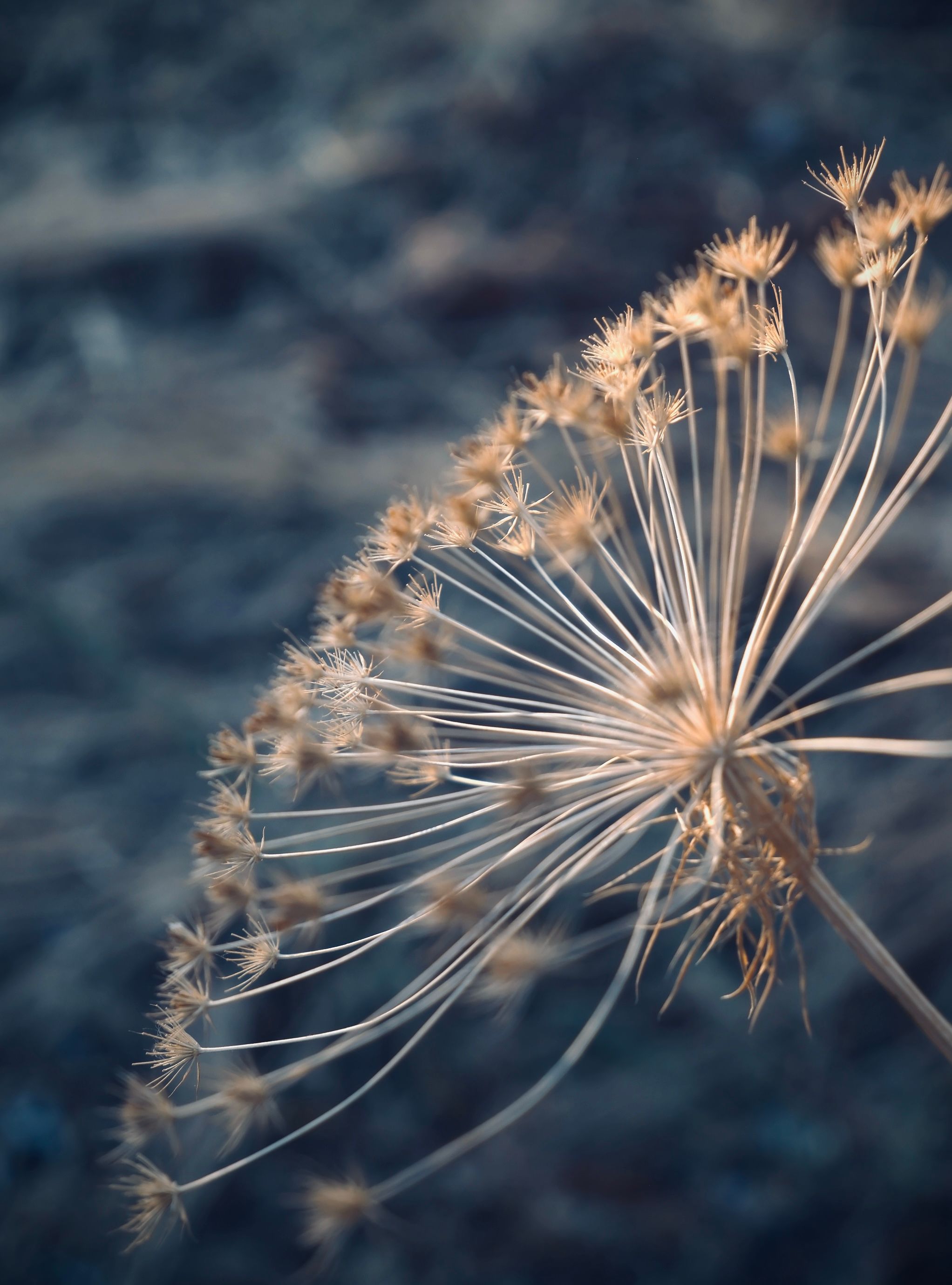 Explore the intricate beauty of a dried dandelion captured in soft, muted tones.