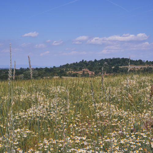 Free Peaceful meadow with wildflowers under a blue sky in Darmstadt, Germany. Stock Photo