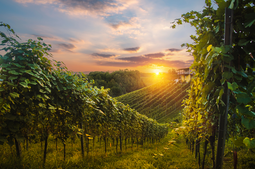 Free Lush vineyard at sunset with rows of grapevines and distant farmhouse. Stock Photo