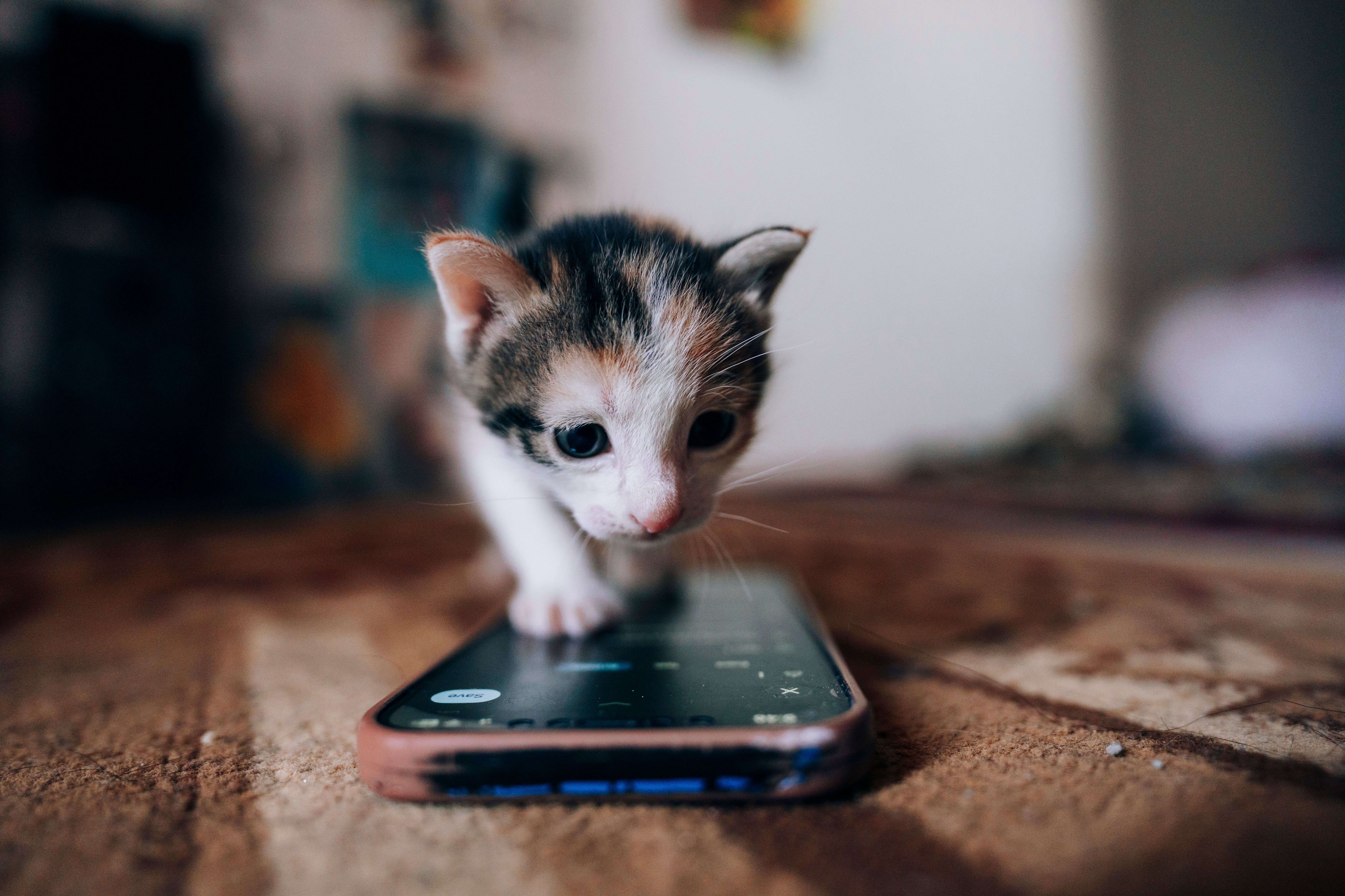 pet technology, pet technology companies, pet technology jobs, pet technology store, pet technology brain, pet technology mar