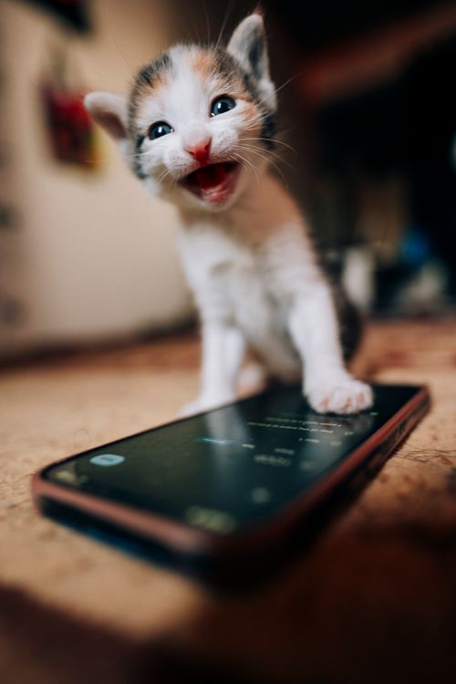 Free Adorable kitten playfully interacting with a smartphone on the floor, capturing a cozy indoor moment. Stock Photo