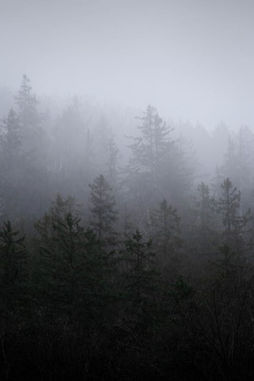 A Foggy Forest
