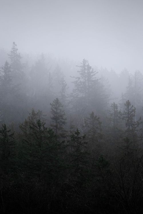 Free A serene, foggy forest landscape with towering trees bathed in mist. Stock Photo