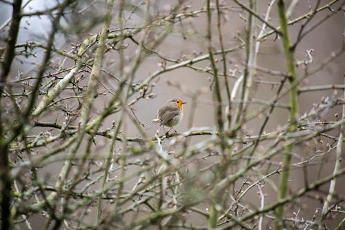 Brown and Orange Bird on Green Tree Branch