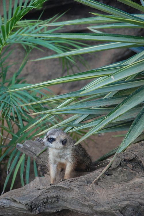 Free A meerkat sits alert on a log amidst tropical foliage in Puerto de la Cruz, Spain. Stock Photo