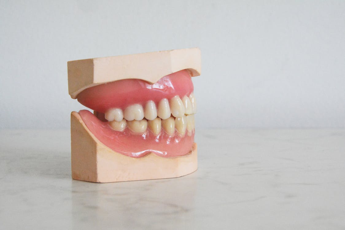 Free Close-up Photo of Dentures Stock Photo